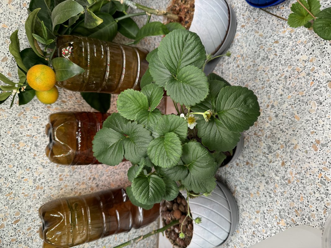 Auto-pot
